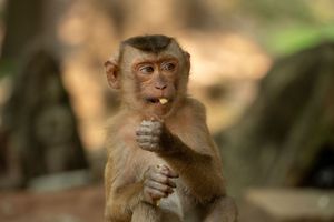 Wild monkeys sitting among ancient temple ruins at Angkor Wat.