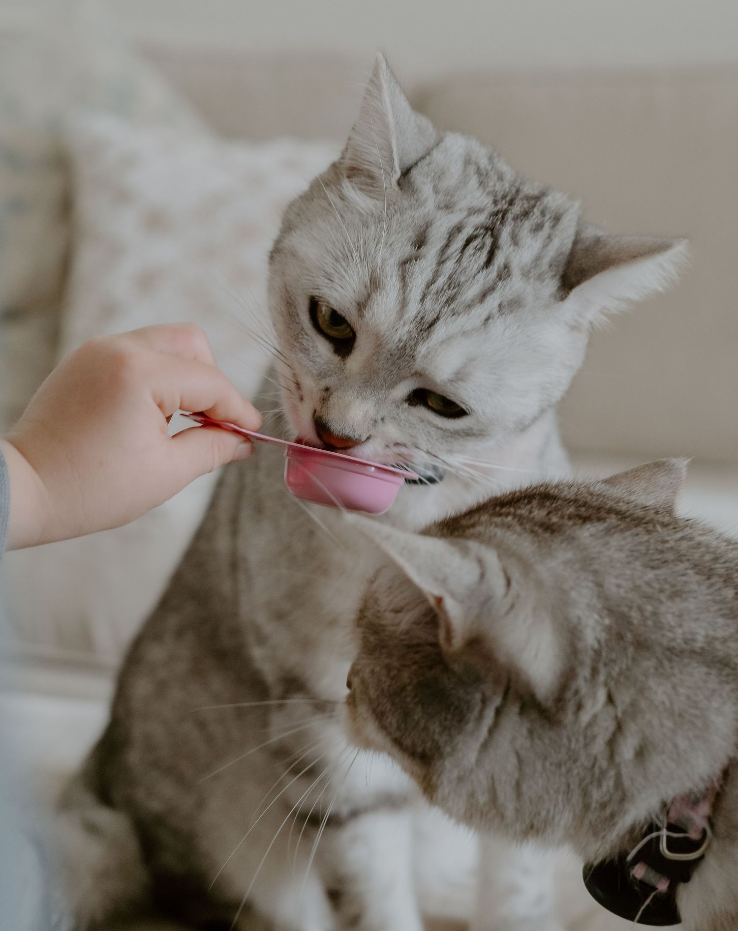 Young child in gray clothing snuggling with a large tabby cat on a beige couch.
