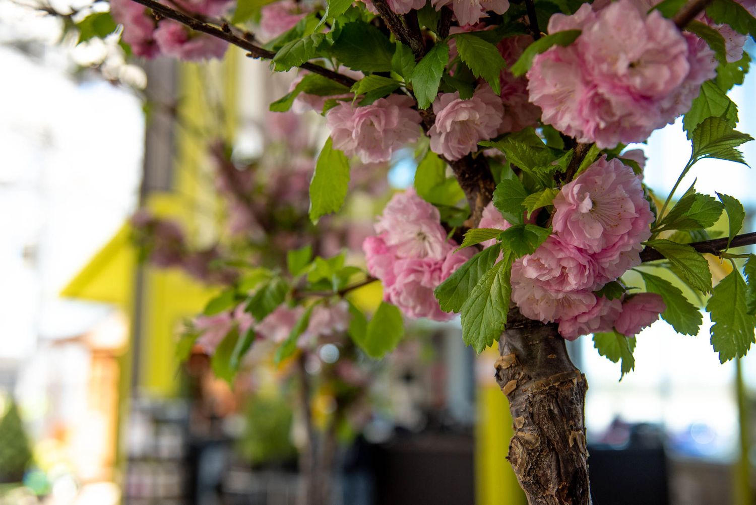 Beautiful pink cherry blossoms bloom on a tree branch with a soft blurred background on a spring day at Bradford Greenhouse in Barrie, ON.
