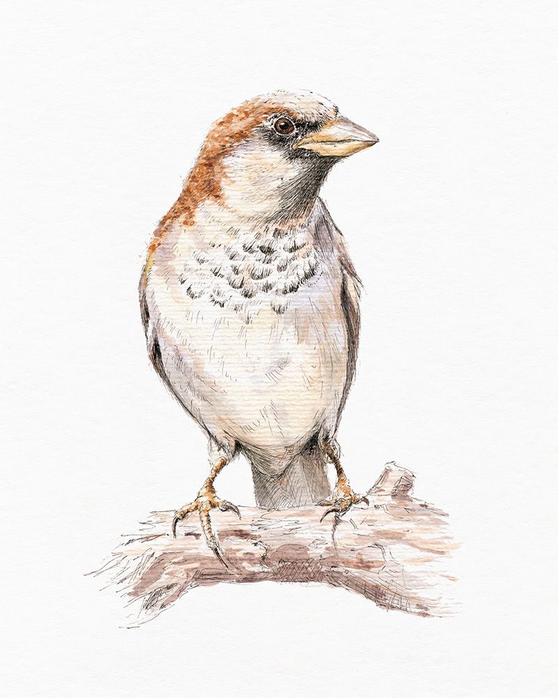 Detailed pencil and watercolor illustration of a house sparrow perched on a branch, showing brown, white, and gray plumage.