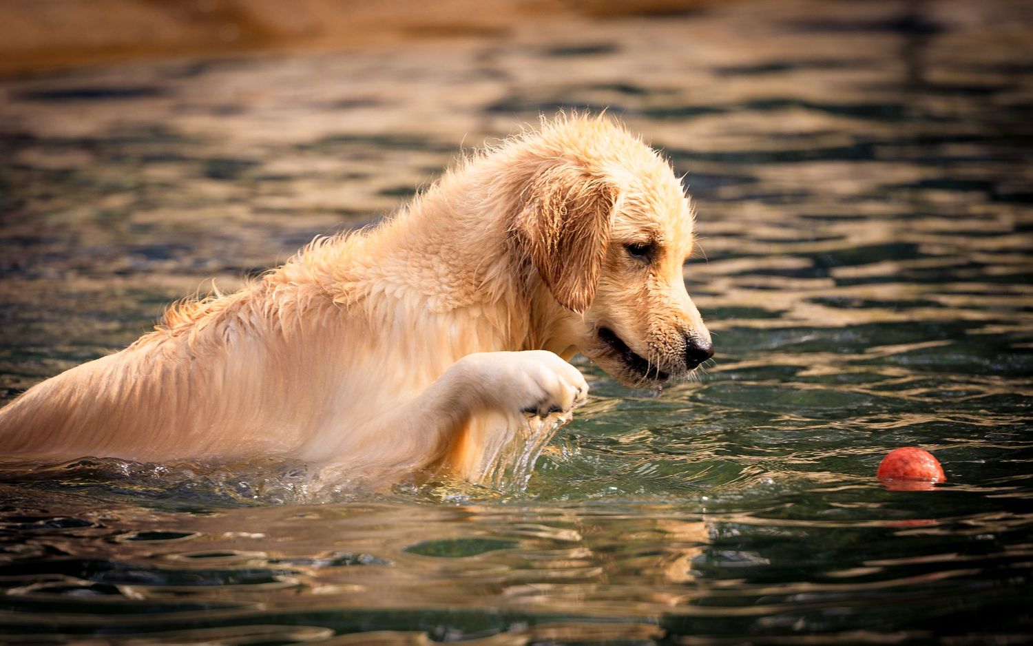 Golden retriever puppy swimming in water reaching for red ball.