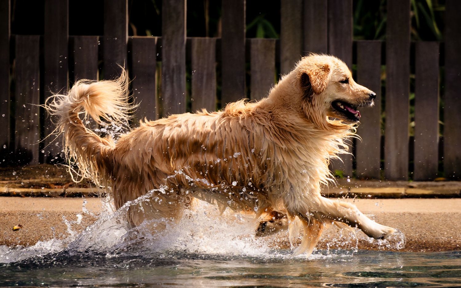 Golden retriever running through water creating dramatic splash effect.