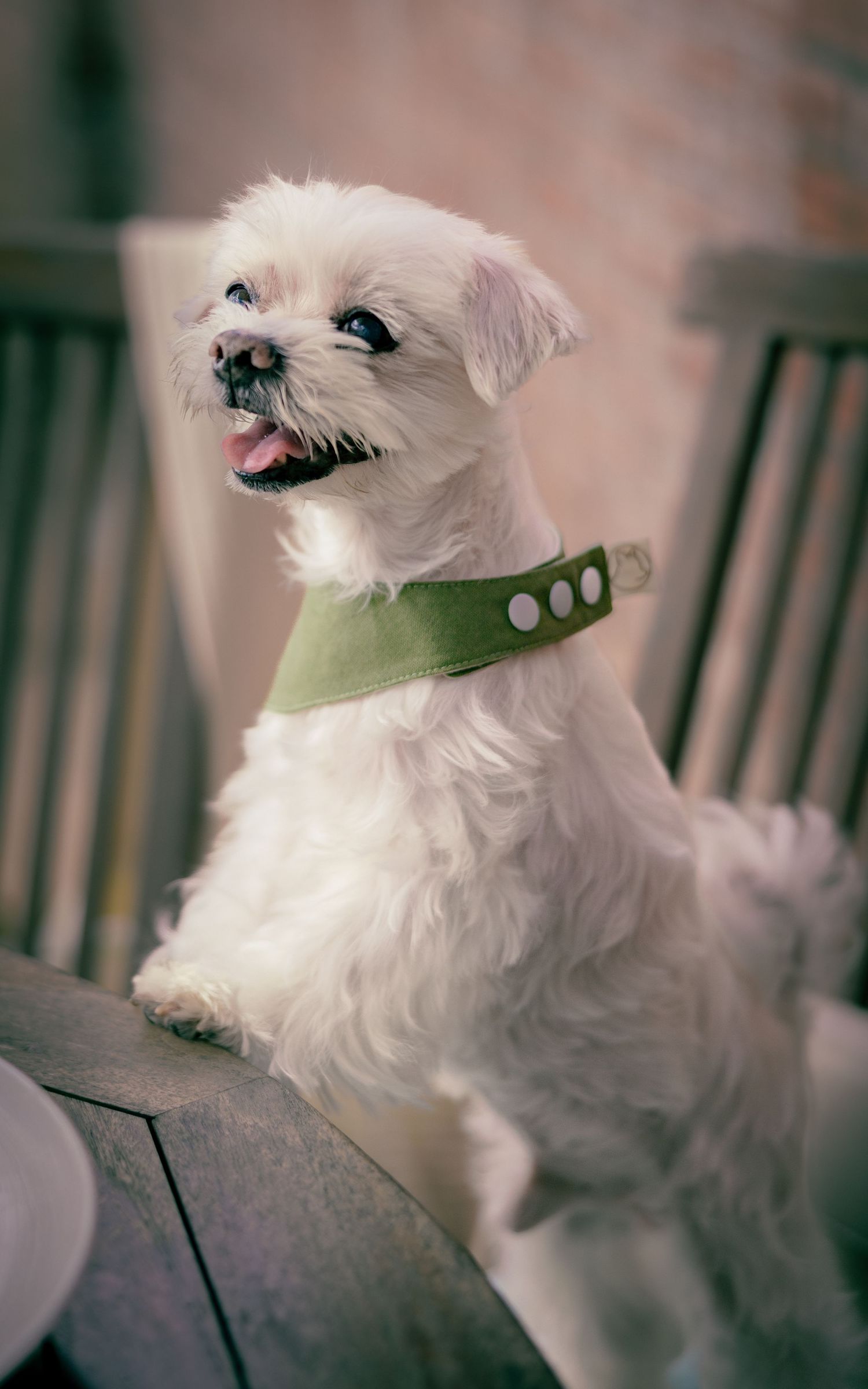 Small white dog wearing a green collar sits attentively on a chair.