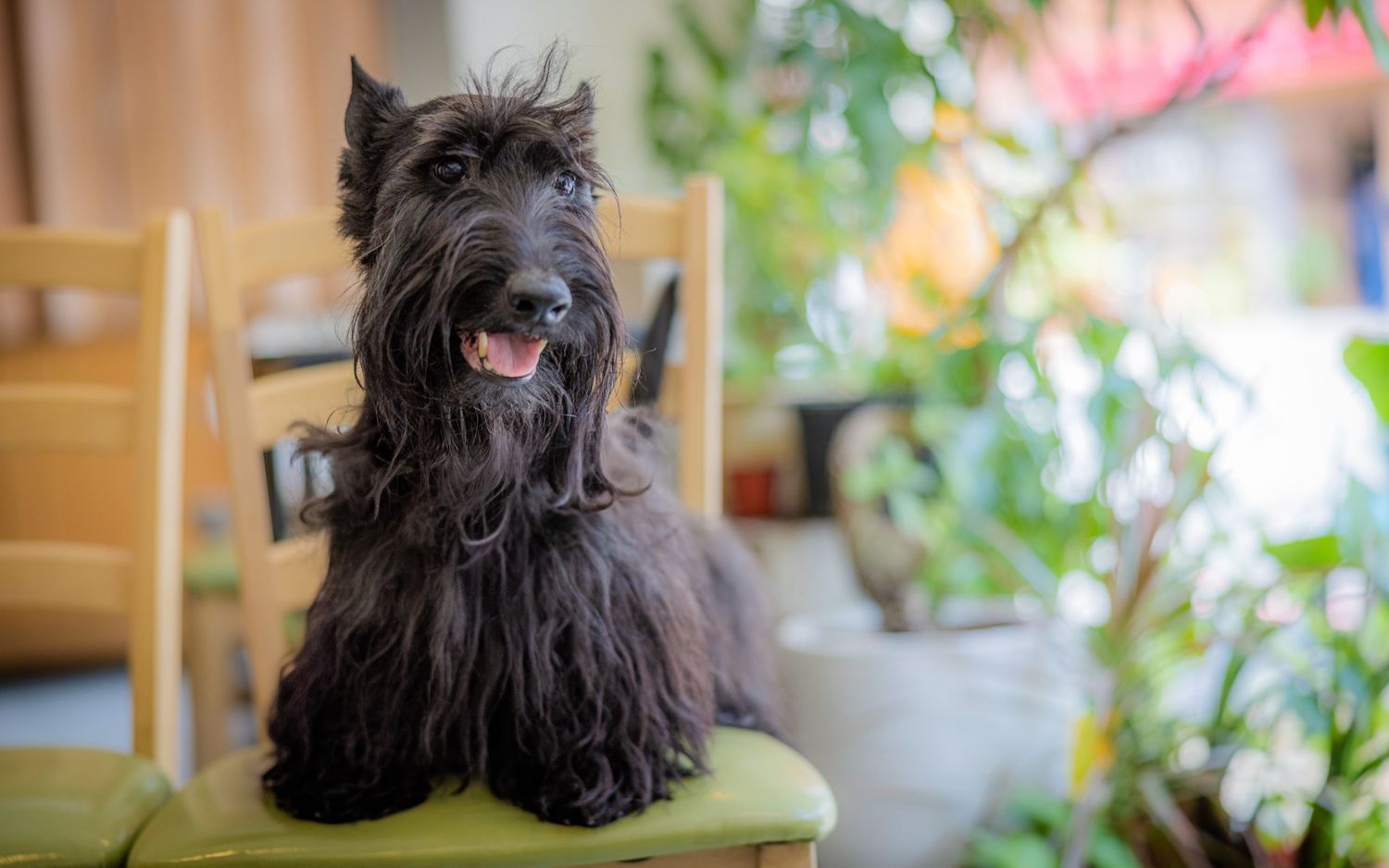 Small black dog with fluffy fur sitting on green cushion near indoor plants.