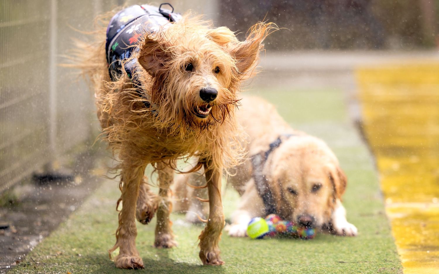 Two wet dogs playing and splashing in water outdoors.