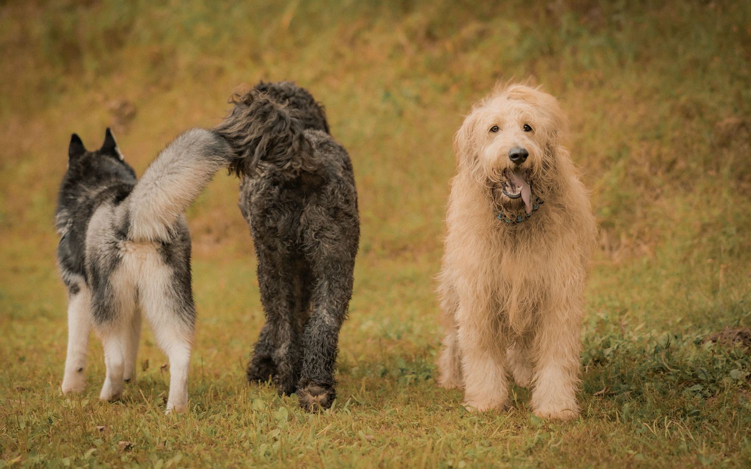 Group of diverse dogs standing together in a grassy field.