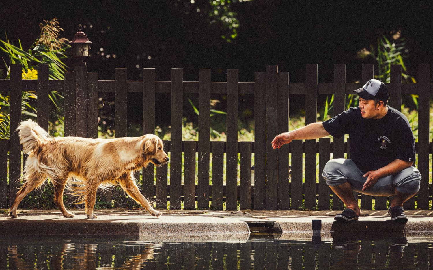Golden retriever approaching owner offering treats by a wooden fence.