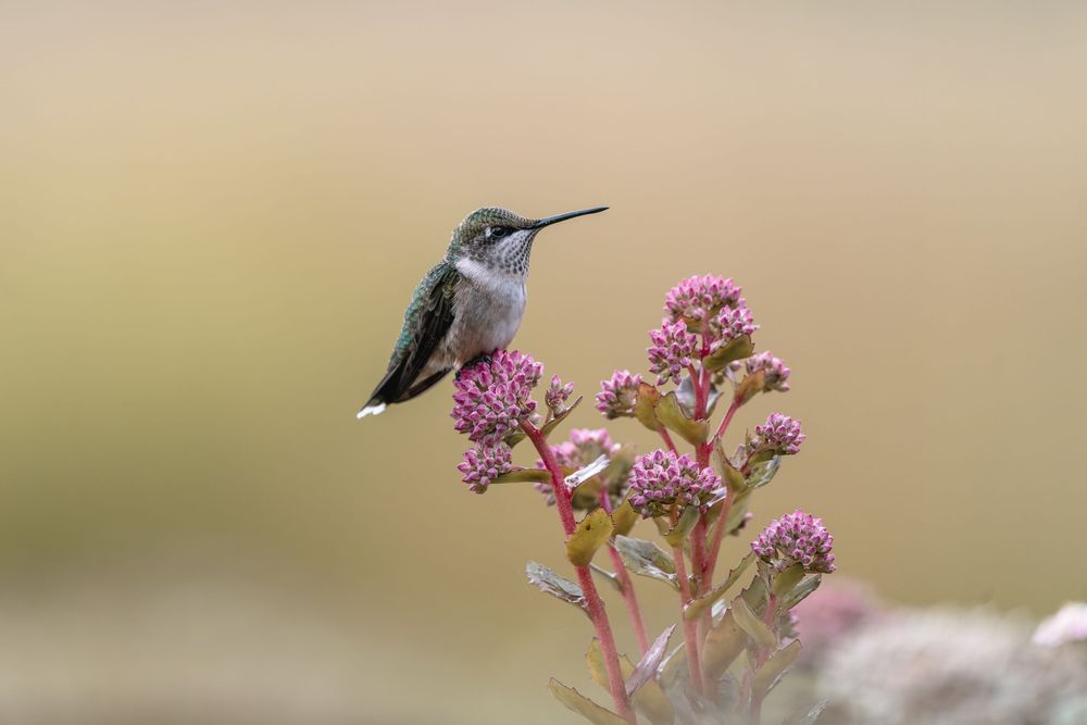 Hummingbird on Sedum