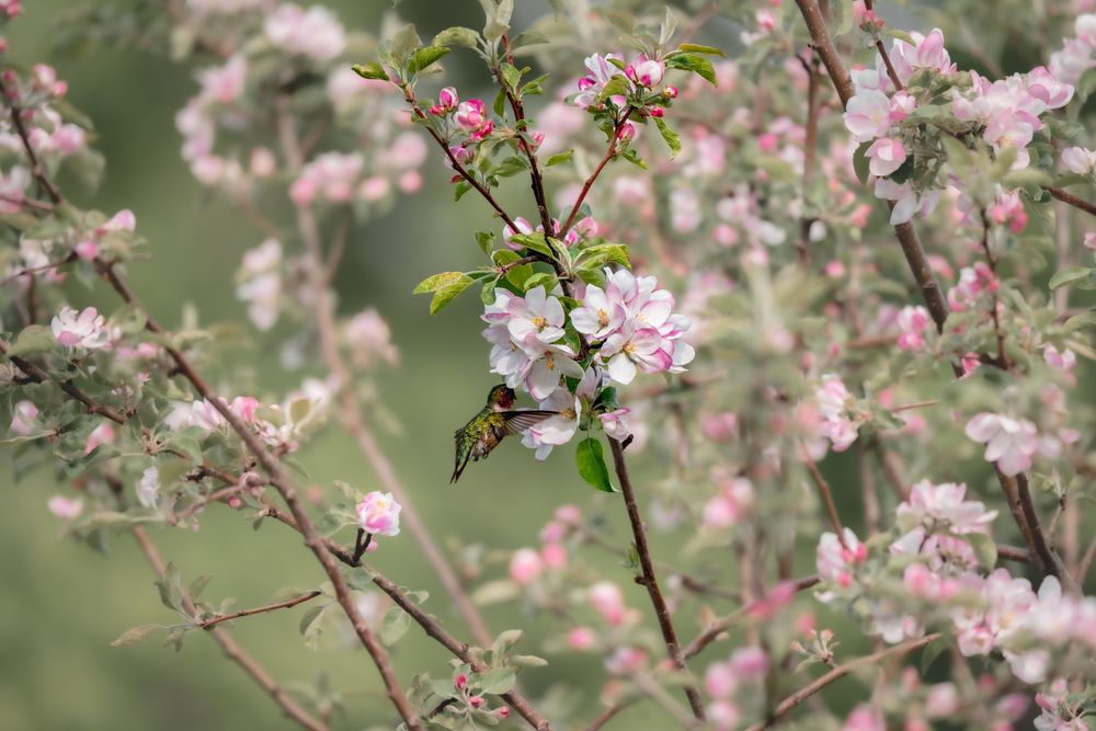Hummingbird in Apple Blossoms