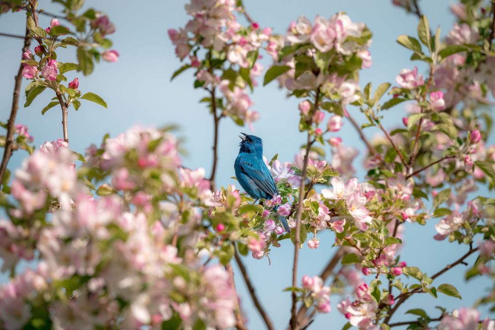 Indigo Bunting in Apple Blossoms