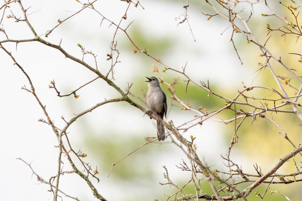 Catbird