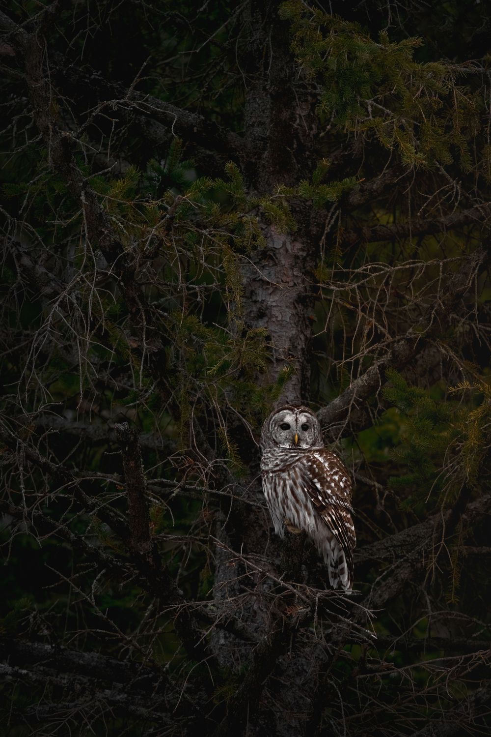 Barred Owl