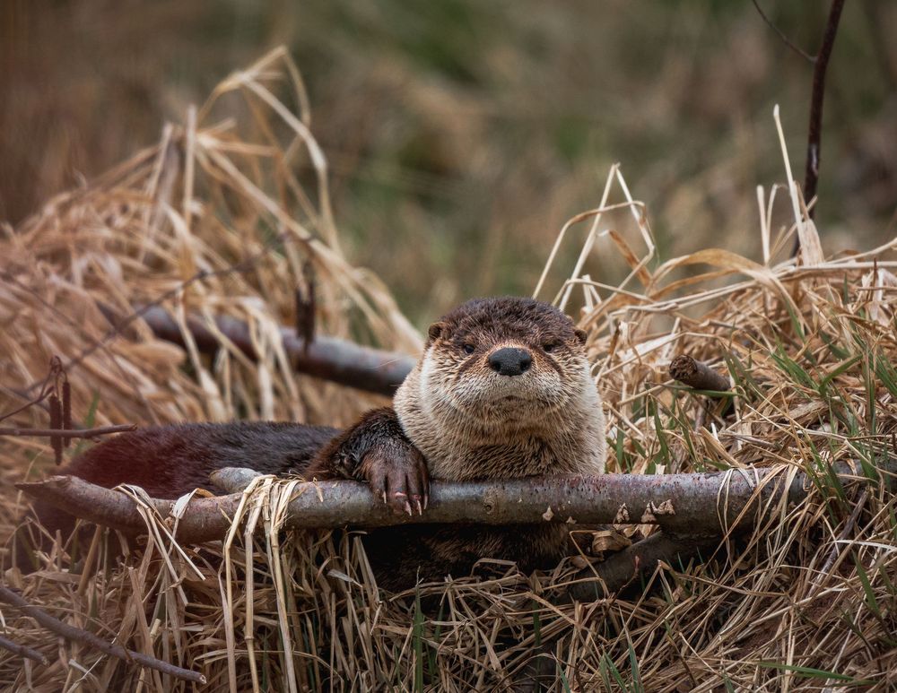 Sleepy Otter