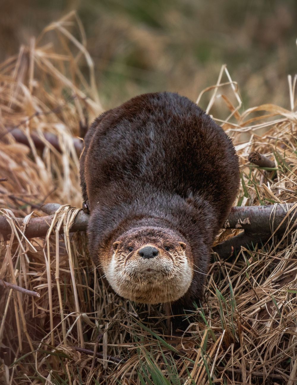 Otter on the Move