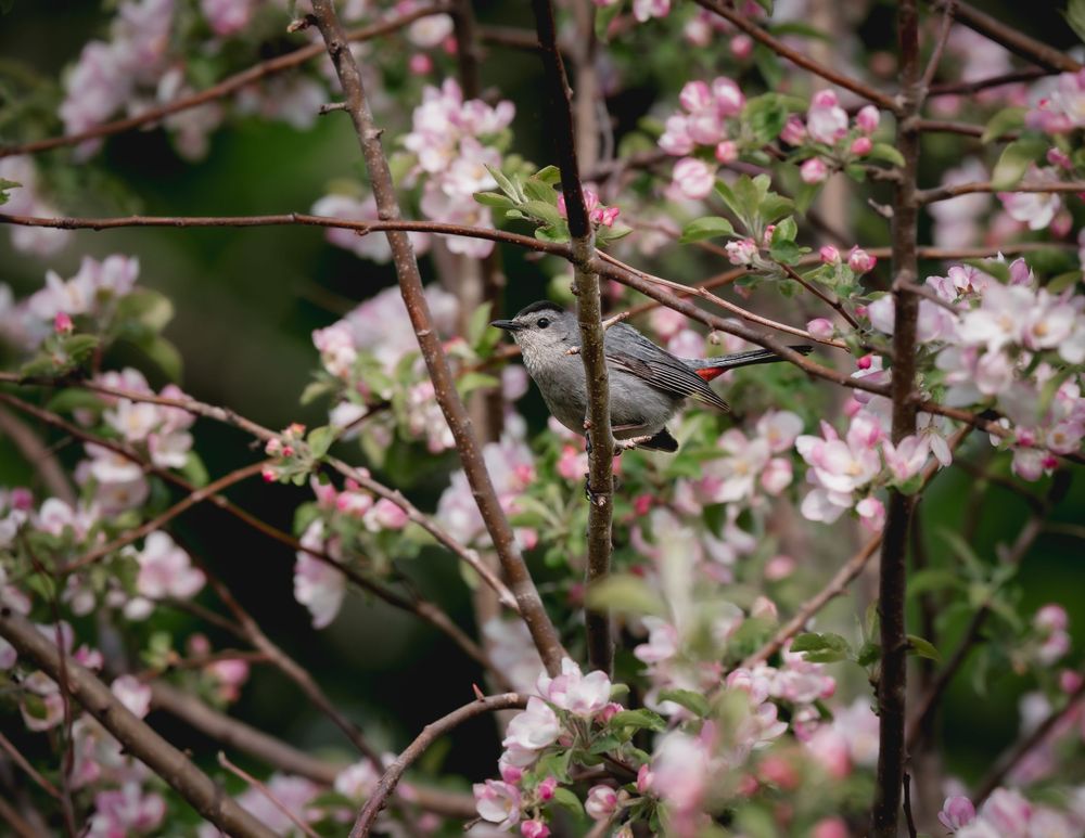 Catbird in Apple Blossom