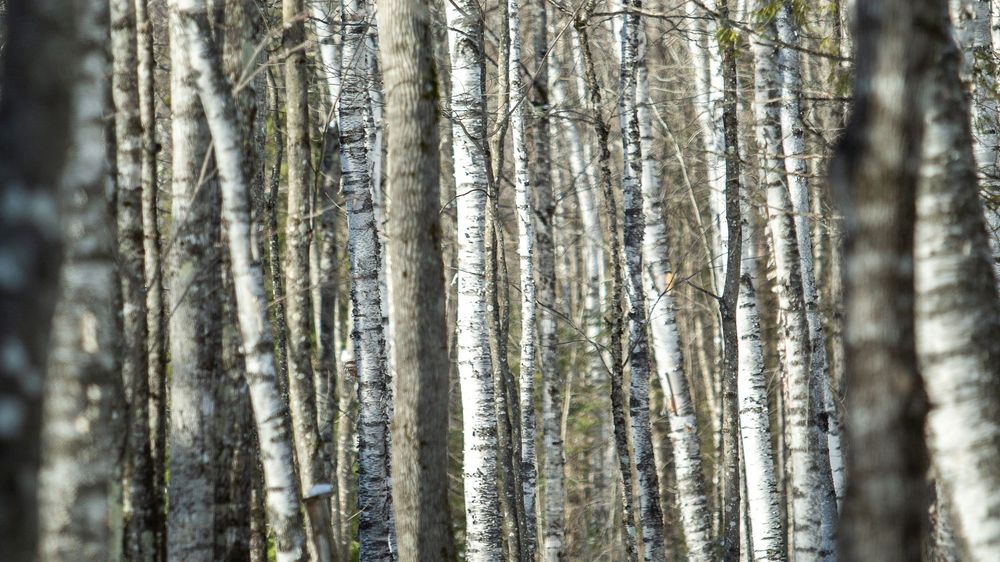 Dense birch forest with tall white and gray tree trunks creating a natural pattern.
