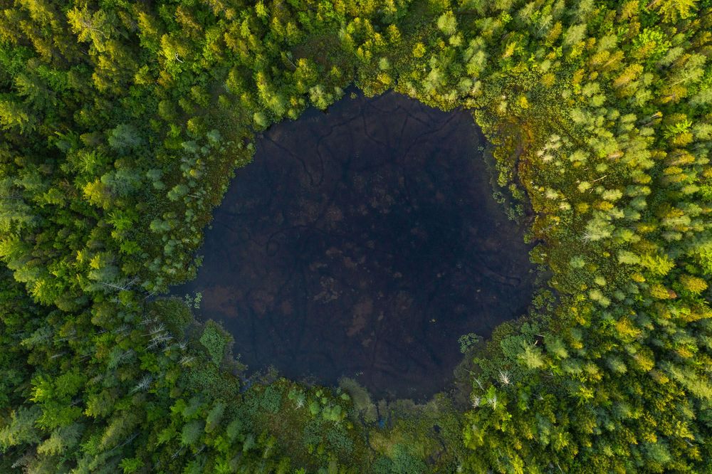 Aerial top-down view of a small dark pond surrounded by lush green conifer forest canopy.