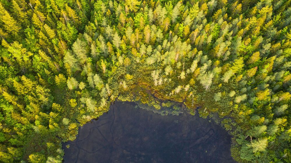 Bird's eye aerial view of a small forest pond nestled among vibrant green and yellow autumn trees.