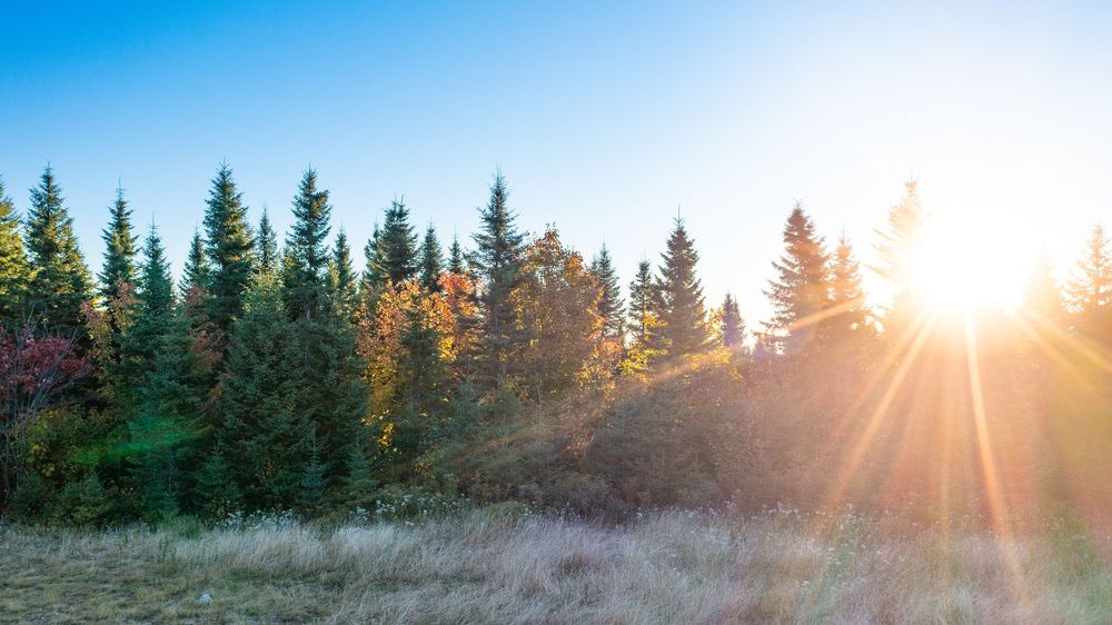 Golden sunlight bursting through a forest of evergreen and autumn-colored trees in a meadow.