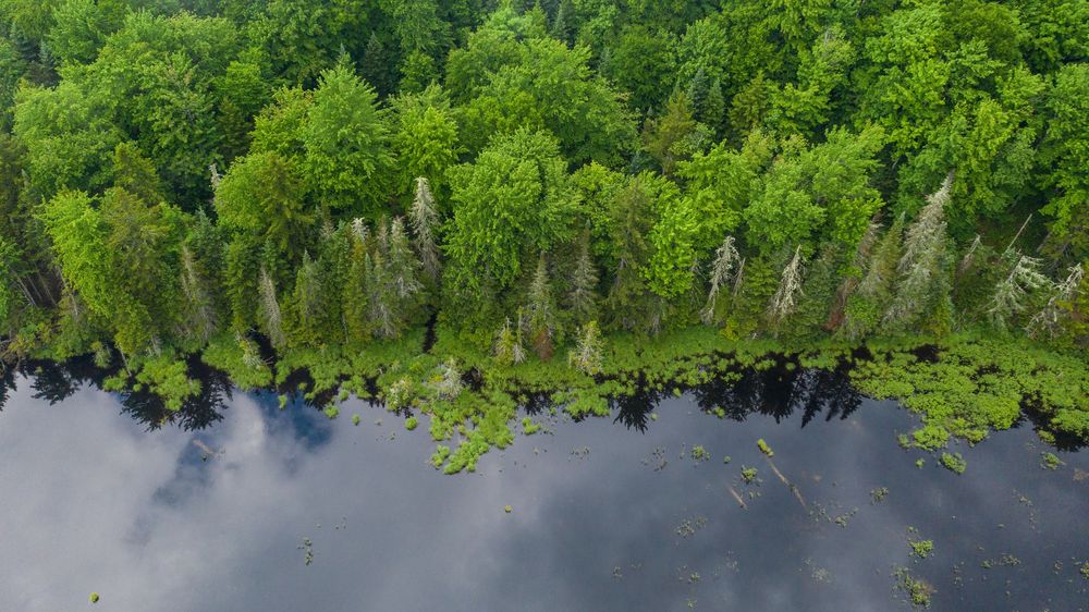 Aerial view of a calm lake shoreline bordered by dense green deciduous and conifer trees with reflections.