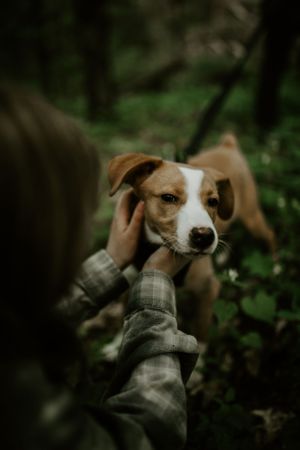 a cute puppy getting some pets in Western North Carolina just outside of Asheville