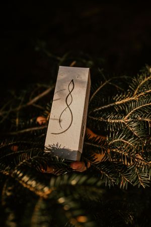 white box containing skin care products placed on a pine tree in Western North Carolina just outside of Asheville