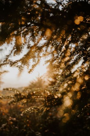 beautiful mountain light bouncing off the pine needles of a tree on the blue ridge parkway in western North Carolina