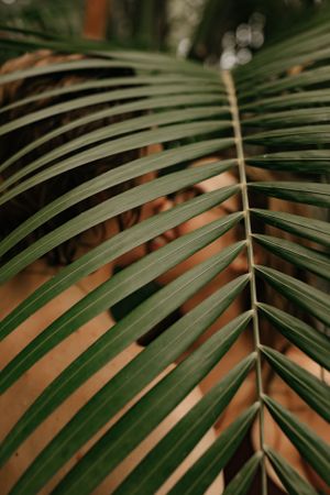 a couple kiss under the stripes of a palm leaf in Anna Maria Island Florida
