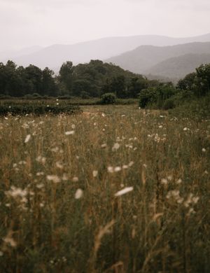 a field of tall grass and queen Annes lace in front of blue ridge mountains in Western North Carolina just outside of Asheville