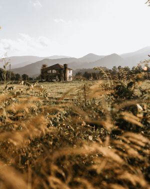 an abandoned farm house sits nestled in a field full of golden wheat in the mountains of Western North Carolina just outside of Asheville