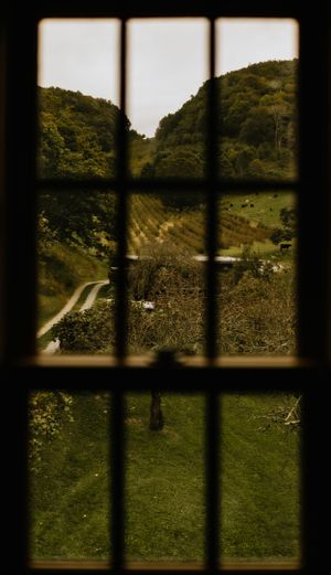 an apple orchard as seen from a 9 panel window in Western North Carolina near Asheville and Boone