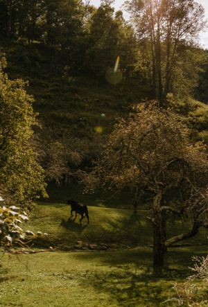 a cow walks down a hill between the trees in an apple orchard in Western North Carolina near Asheville and Boone