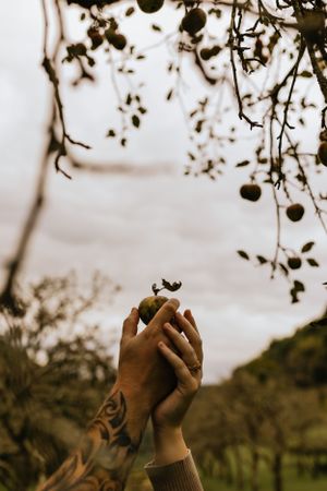 a couple reaches their hands up together to pick an apple in Western North Carolina near Asheville and Boone