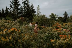 a couple roams to find one another in the rhododendrons on the blue ridge parkway in Western North Carolina just outside of Asheville