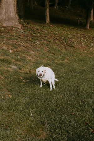a dog takes an untimely poop during a wedding