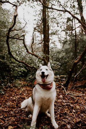 a very cute smiling dog in the woods of Asheville western North Carolina