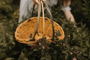 a woven basket contains a few blueberries with a large bush of blueberries in front of it in Western North Carolina near Asheville