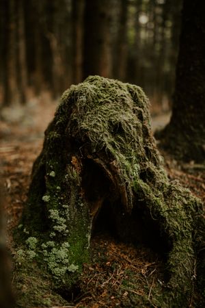 a moss covered tree stump in the woods of Western North Carolina just outside of Asheville