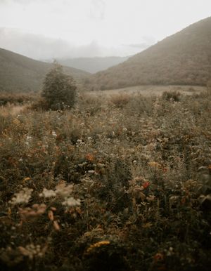 a field of flowers looking out toward flat laurel creek and sams knob in Western North Carolina just outside of Asheville