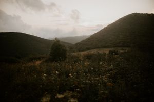 a field of flowers looking out toward flat laurel creek and sams knob in Western North Carolina just outside of Asheville