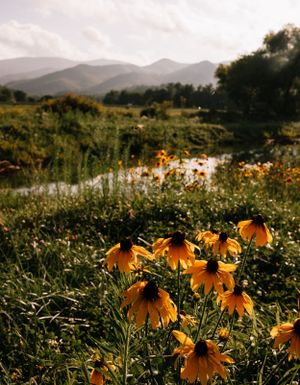 Blueridge mountains stand tall in the background overlooking a pond that is surrounded by flowers