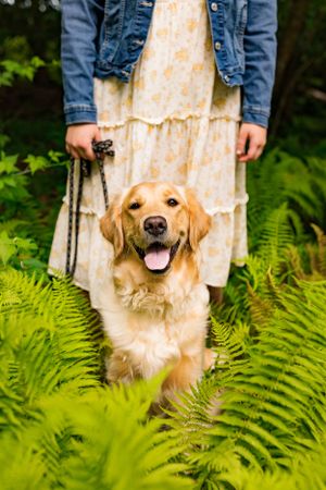 a dog smiles while the owner holds the leash in a vivid green fern patch