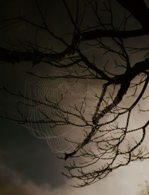 a spiderweb illuminated by the dew drops and the sunrise hanging off a tree