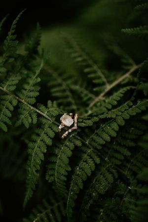 a golden ring set on a fern in Western North Carolina just outside of Asheville