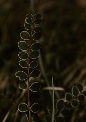 a green plant is outlined in frost