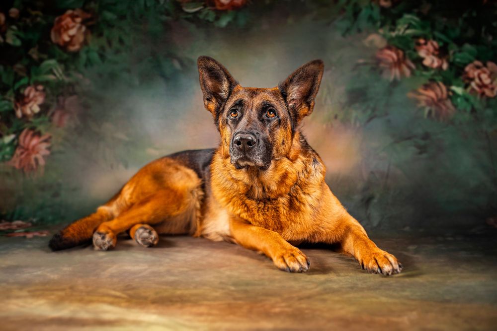 German Shepherd dog lying down against dark floral backdrop in professional studio portrait.