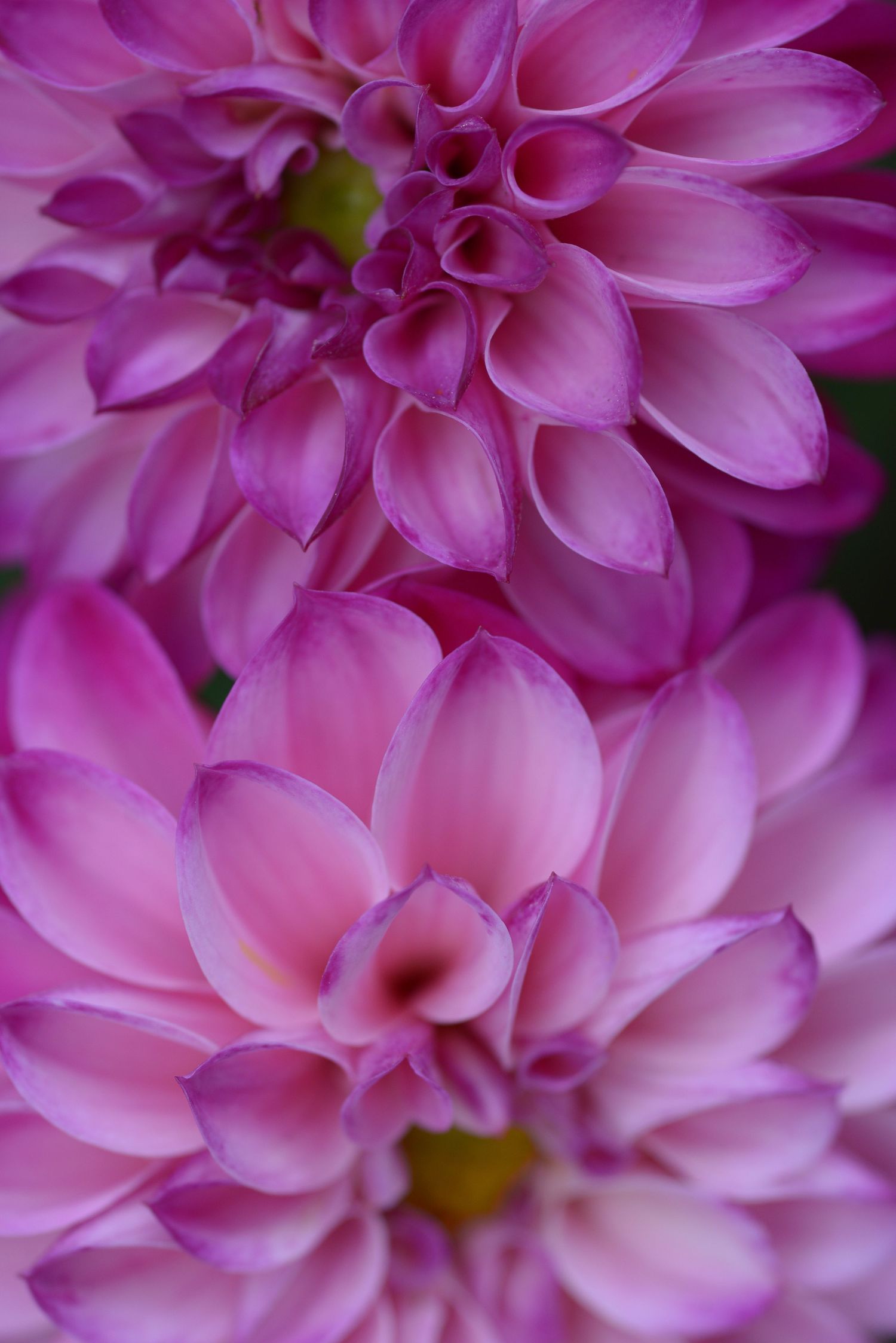 Macro photograph of pink dahlia flower petals showing intricate spiral pattern.