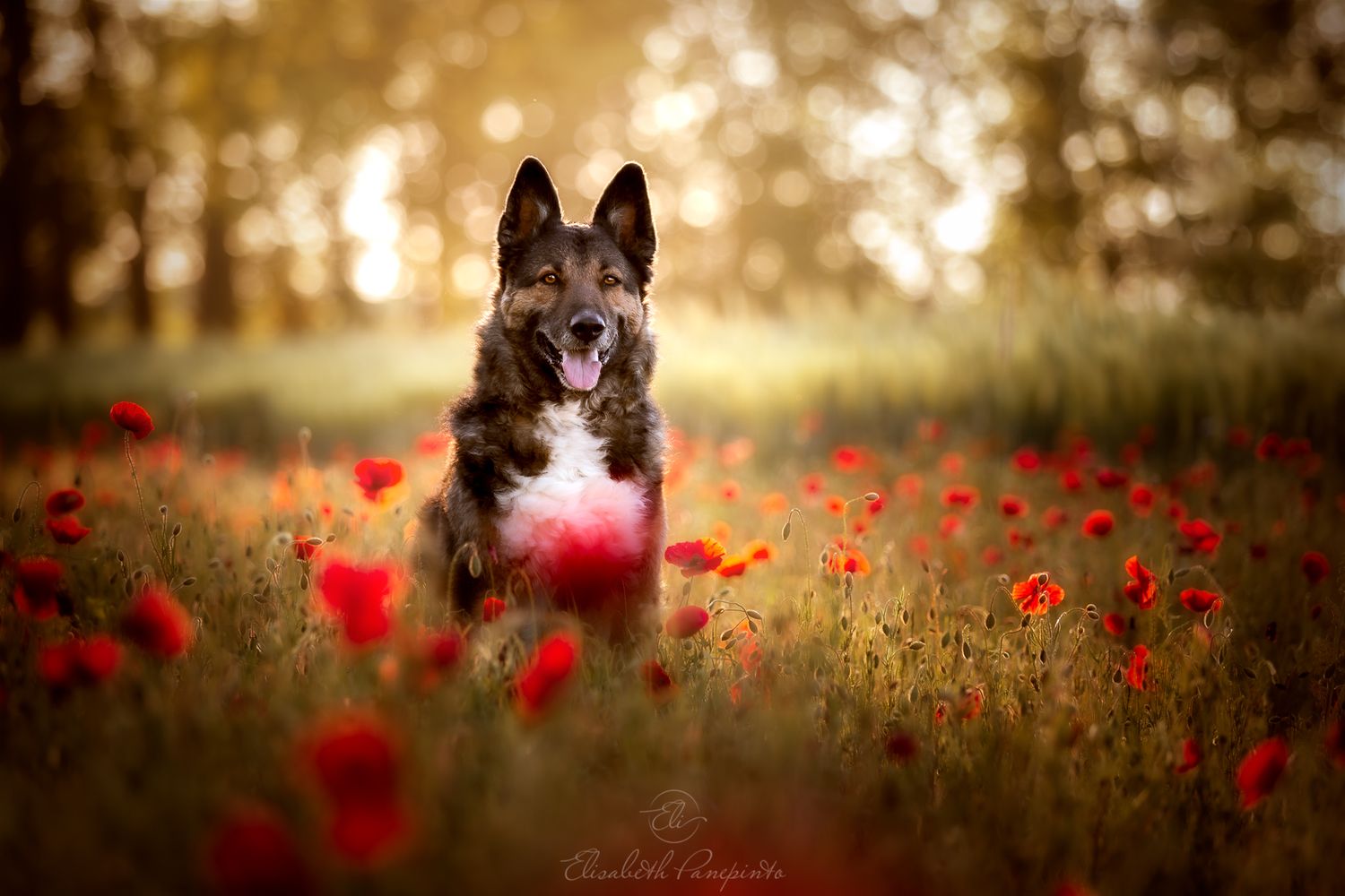 Photographe canin en Belgique