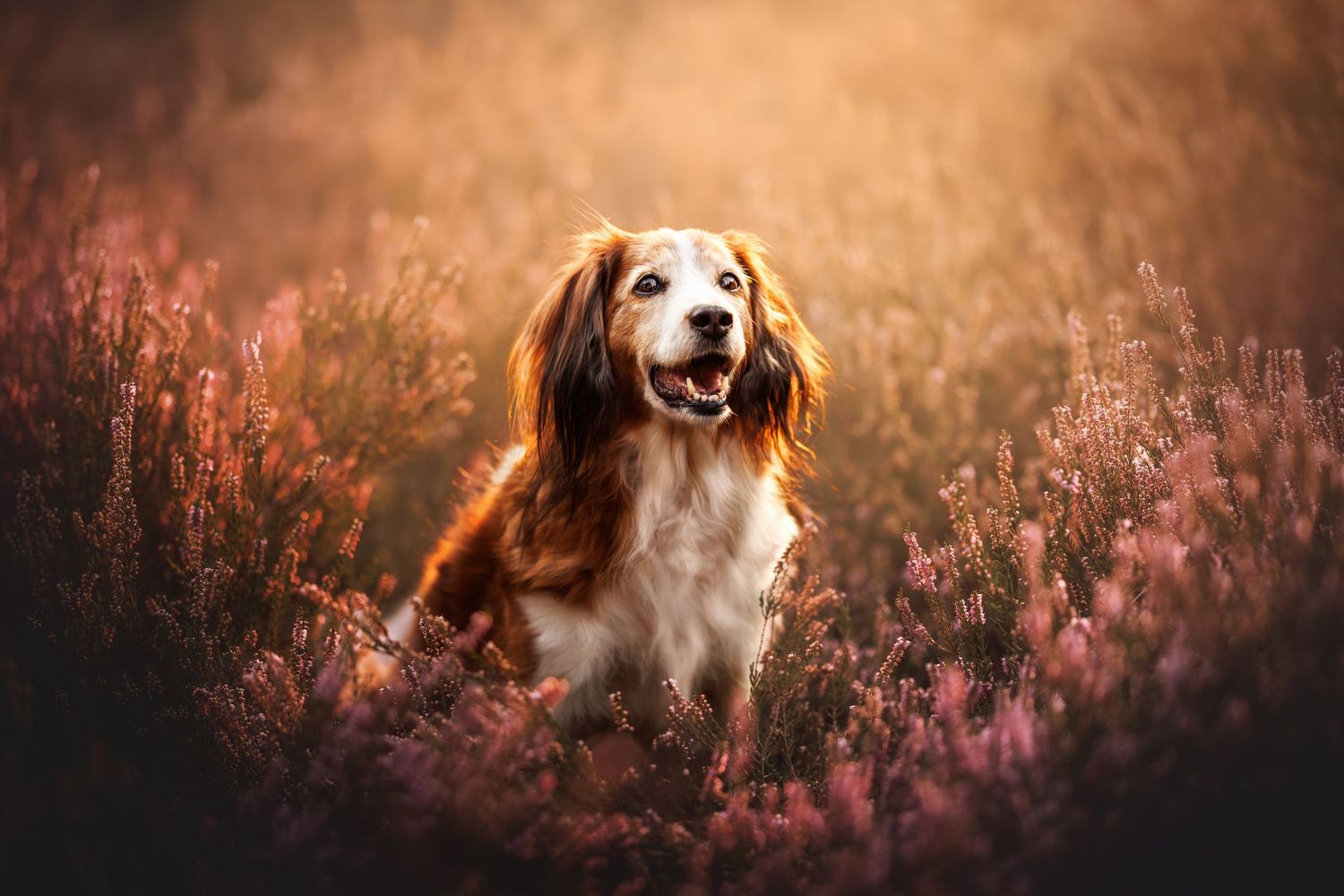 Spaniel dog sitting in field of pink heather flowers at golden hour.