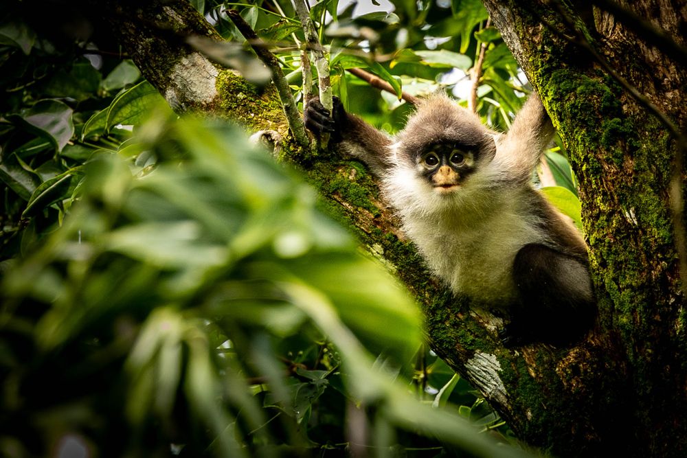 A Bintan Langur peers through lush green tropical foliage in a rainforest.